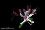 Coast Azalea
